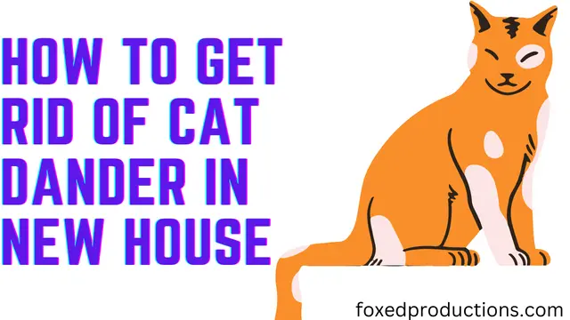 How To Get Rid Of Cat Dander In New House